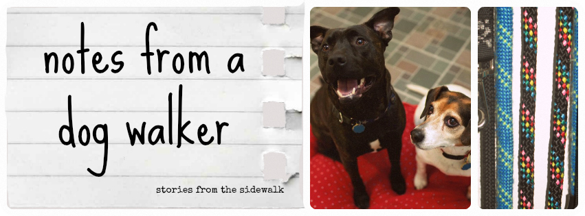 notes from a dog walker