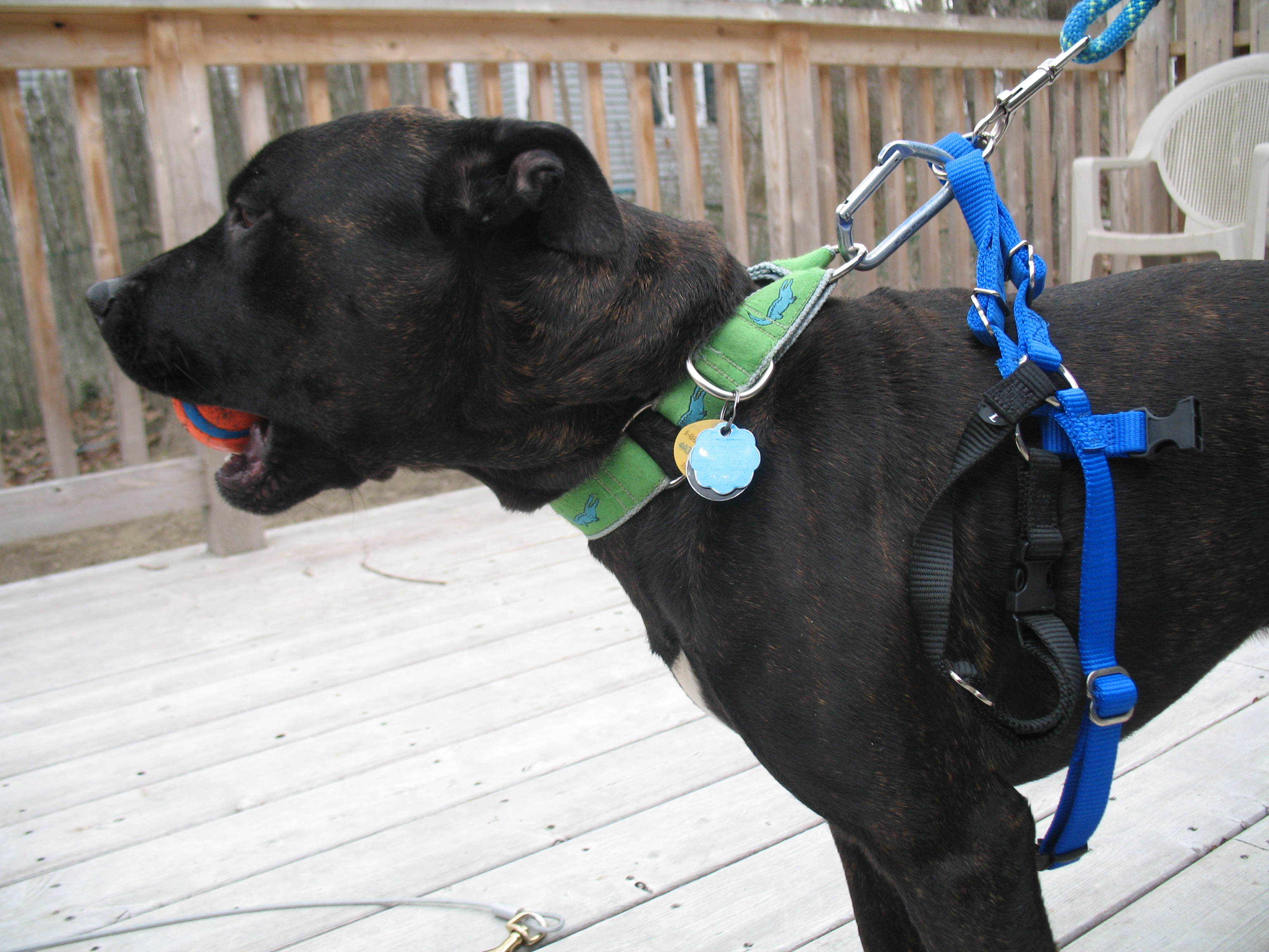 triple dog harness