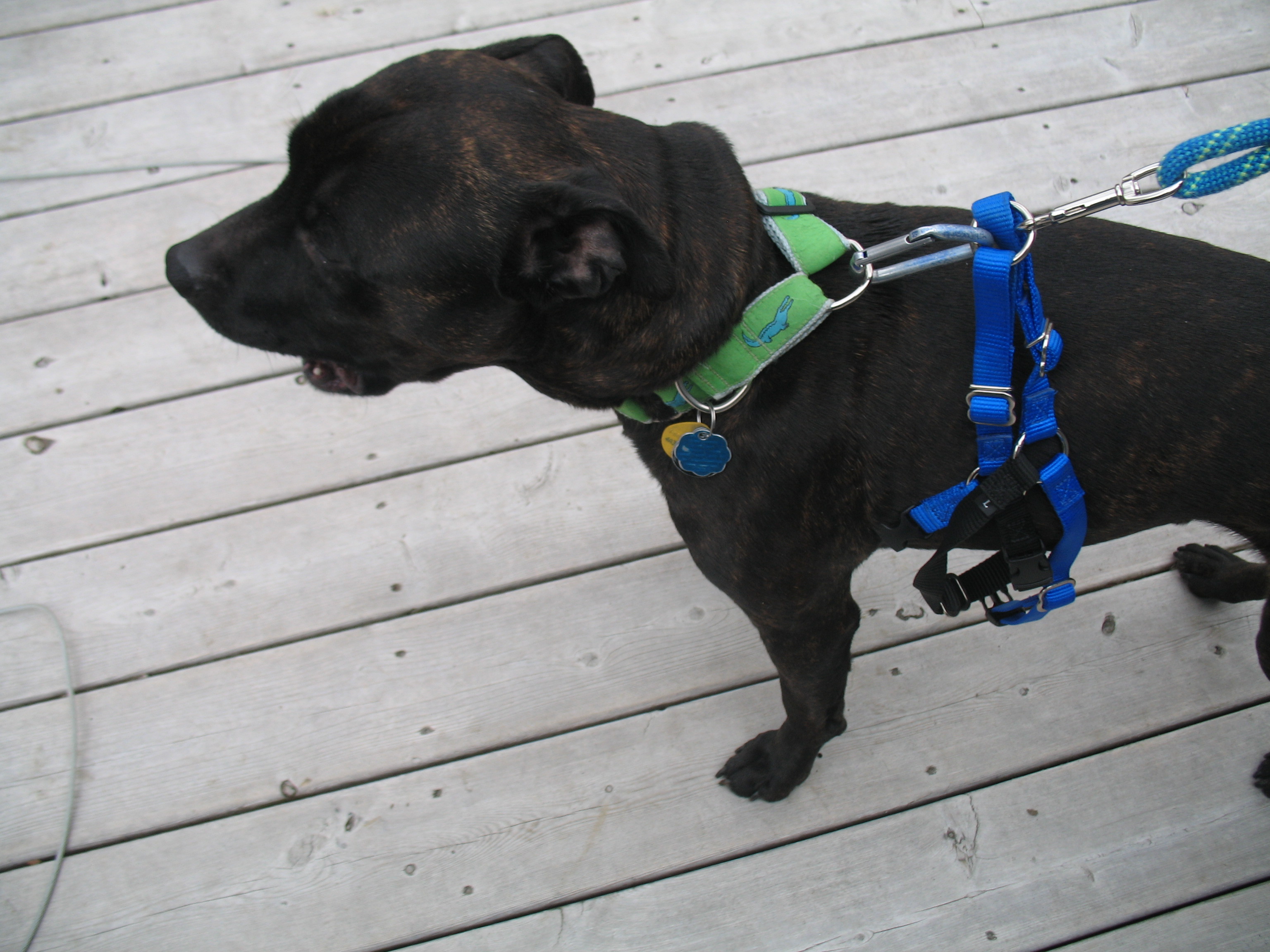 martingale dog harness
