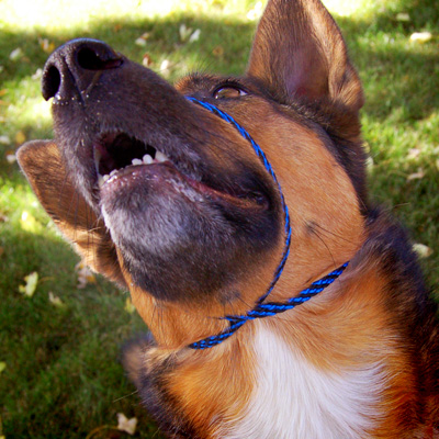 leash that goes over dog's nose