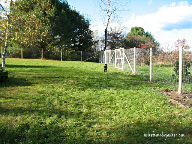 Peace In The Yard 7 Ways To Dog Proof Your Fence Notes From A Dog Walker