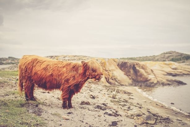 I wish someone would hire me to pet sit a Highland Cow (otherwise known as a "hairy coo").