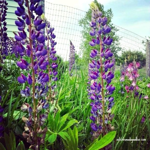 It's lupine time in Maine. 